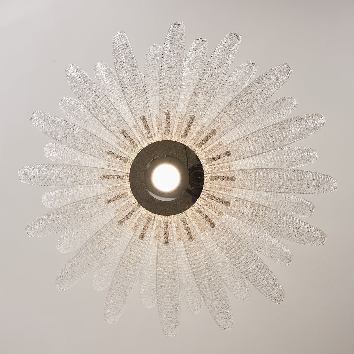 Chrysant Lustre