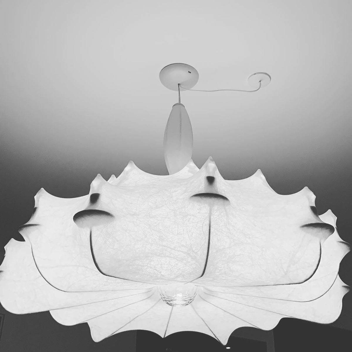 Noralette Suspension