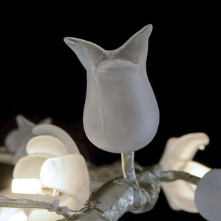 Fiorella Lustre