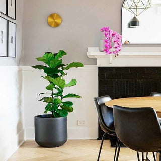 Tivral Lampe Murale Minimaliste en Laiton-Luire