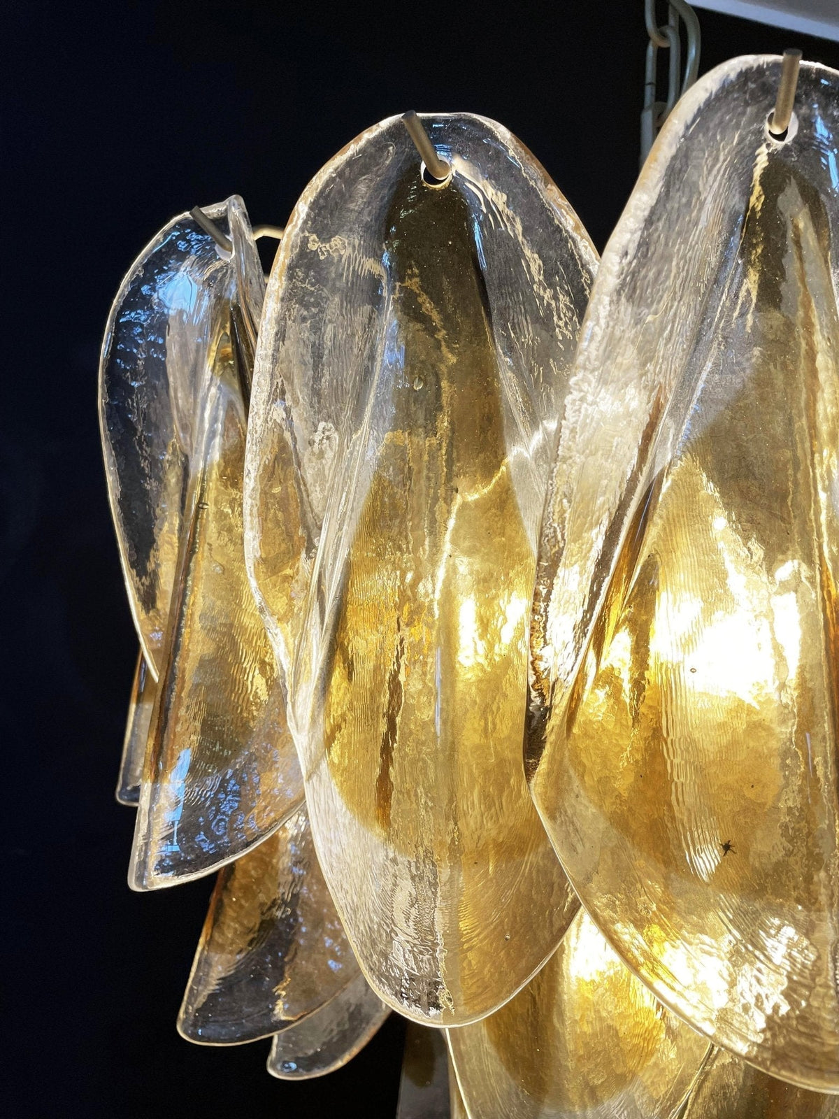 Quinaria Lustre Isabella en Pétales Dorés Superposés