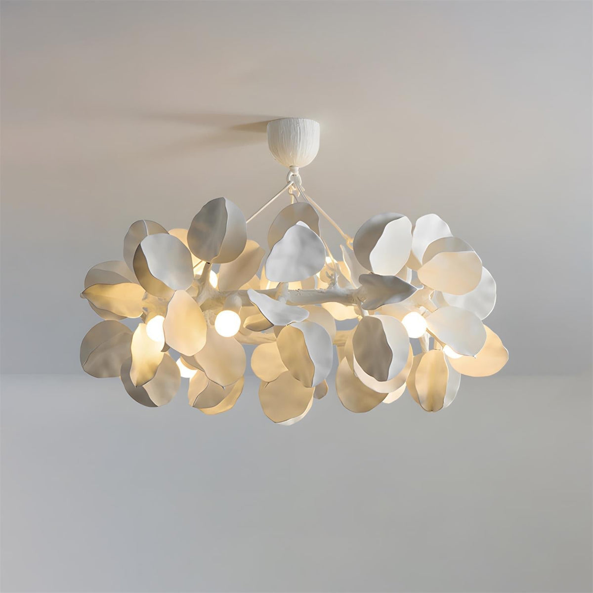 Soriella Lustre