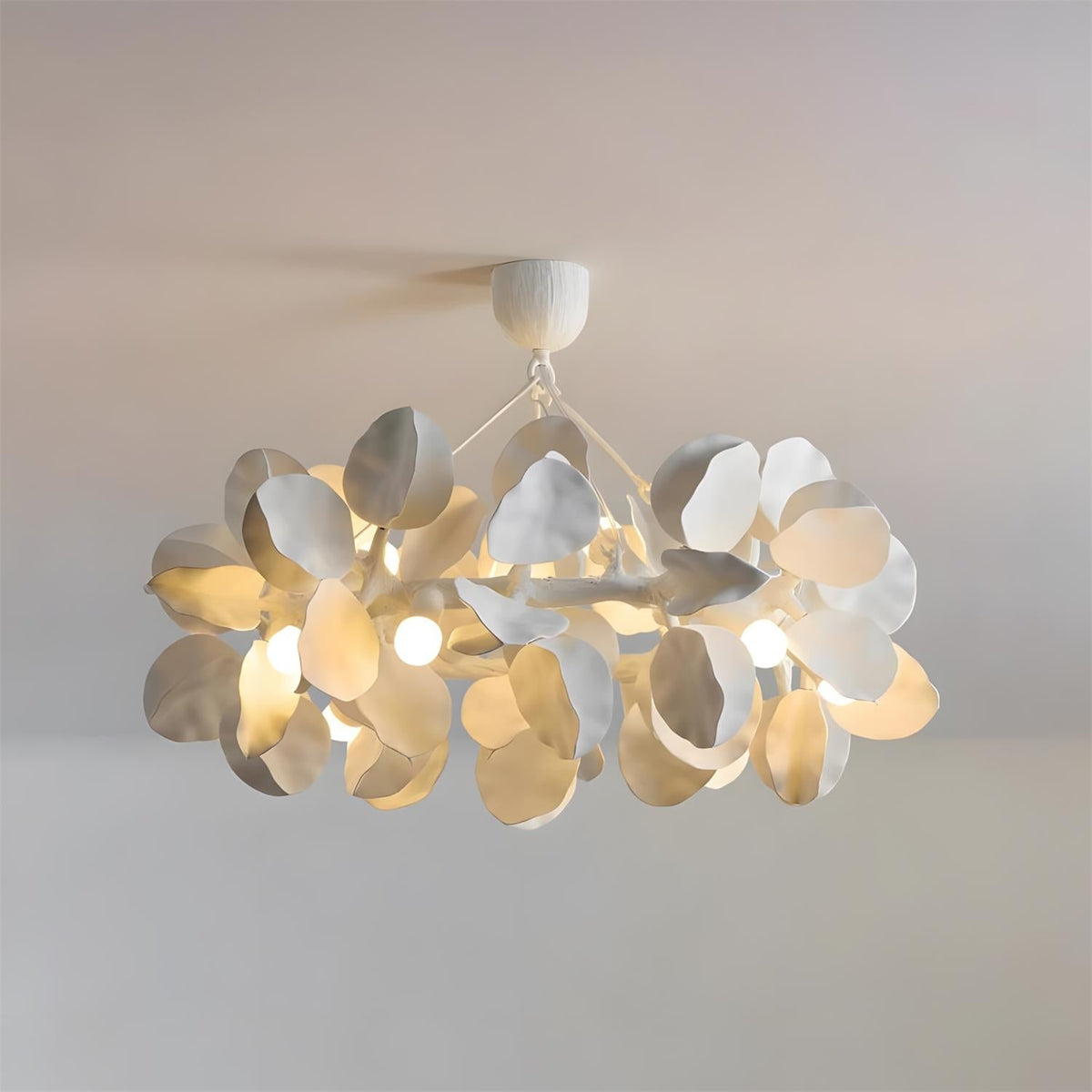 Soriella Lustre