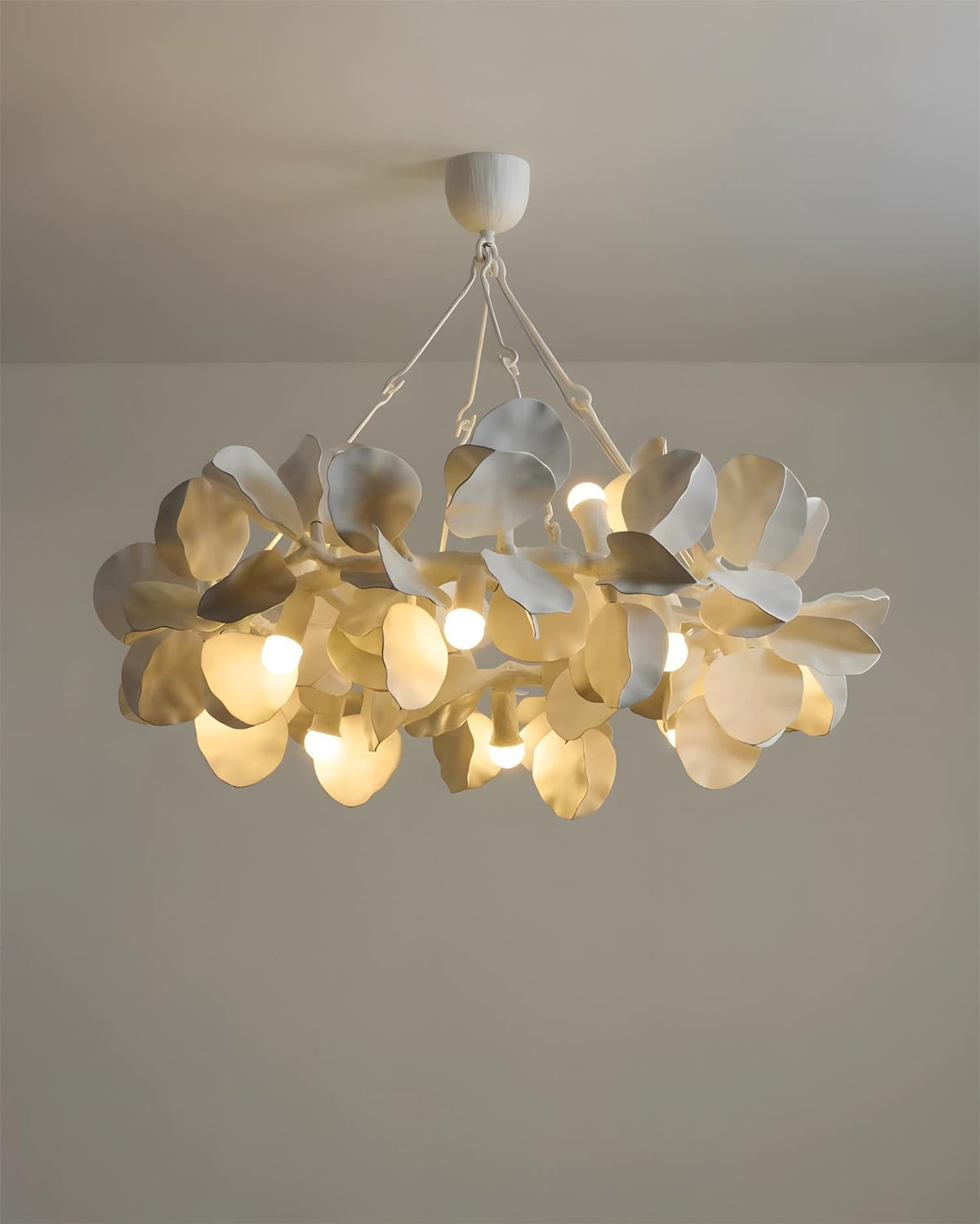 Soriella Lustre